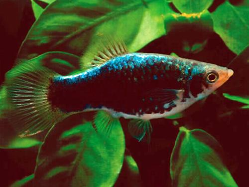 BLACK PLATY  ML