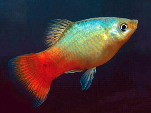 BLUE CORAL PLATY  ML