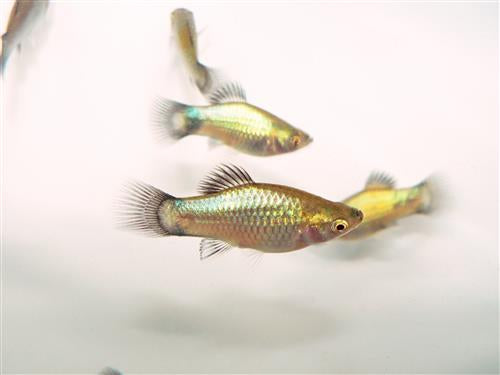 BLUE WAG PLATY  ML
