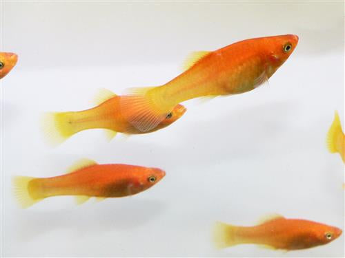 MARIGOLD VARIATUS PLATY  ML