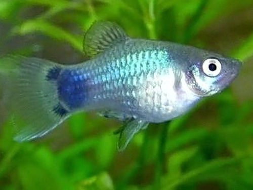 BLUE MICKEY MOUSE PLATY  ML
