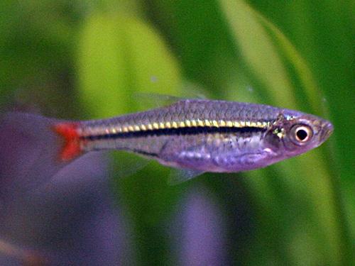 RED TAIL RASBORA  ML