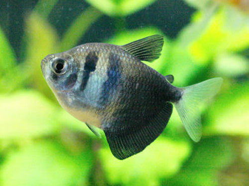 BLACK WIDOW TETRA  L