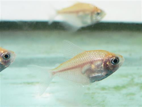 GOLDEN WIDOW TETRA  L