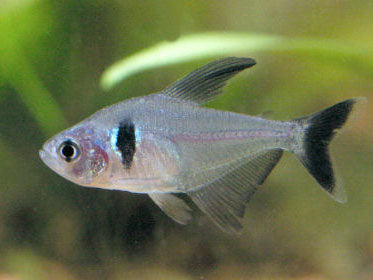 BLACK PHANTOM TETRA  M