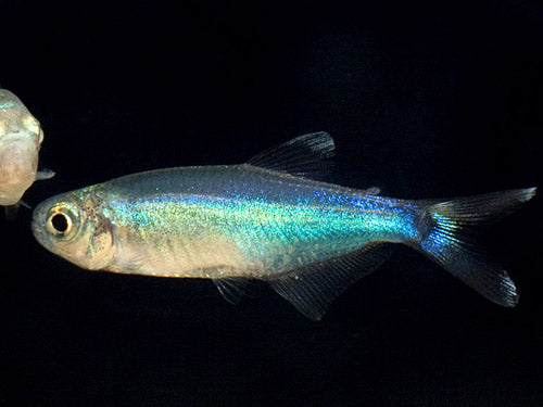 BLUE KING TETRA  ML