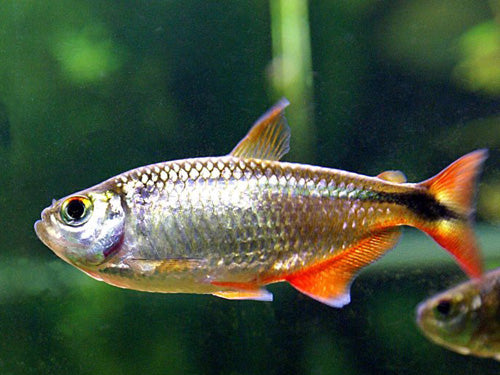 BUENOS AIRES TETRA  L