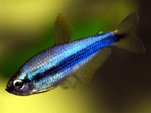BLUE EMPEROR  L