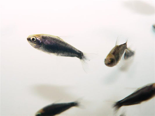 BLACK EMPEROR TETRA  M