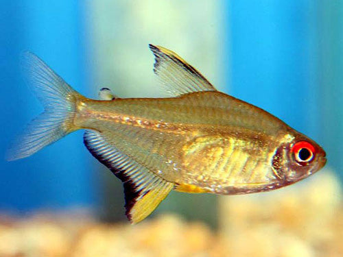 LEMON TETRA  L