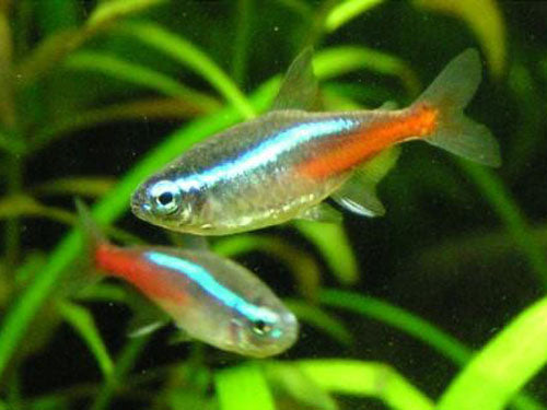 NEON TETRA  L