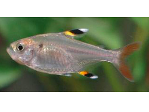 PRISTELLA TETRA   ML