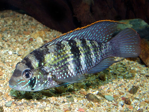 BLUE ACARA  M