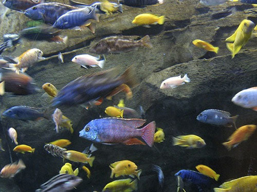 ASSORTED AFRICAN CICHLID  4-5"