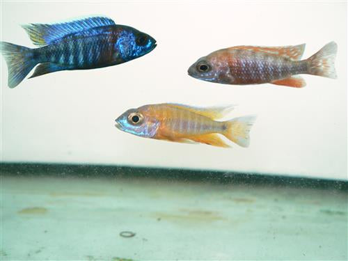 ASSTD AULONOCARA PEACOCK  3"
