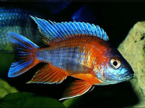 AULONOCARA JACOB FREIBERGI  2"