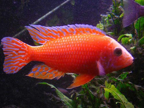 AULONOCARA RED PEACOCK  3"