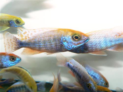 HAPLOCHROMIS SULPHUR HEAD  3"