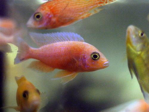 BLACK EYE GOLDEN MALAWI  3"