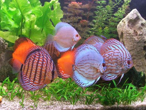 ASSORTED HIGH QUALITY DISCUS  3.5-4"