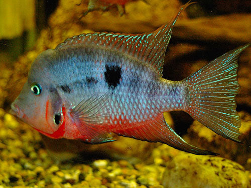 FIREMOUTH   M