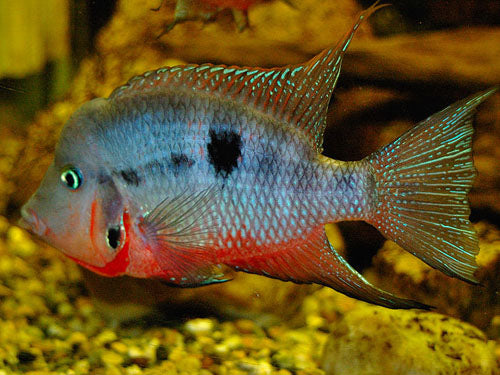 FIREMOUTH (BOLIVIAN) RAMS  L