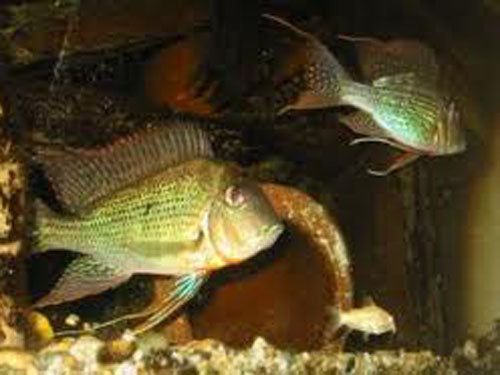 GEOPHAGUS SURINAMENSIS  2.5"