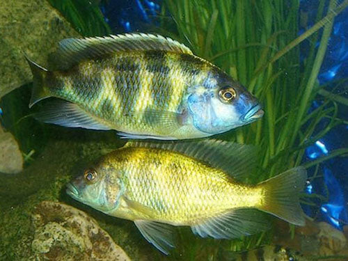 HAPLOCHROMIS VENUSTUS  2"
