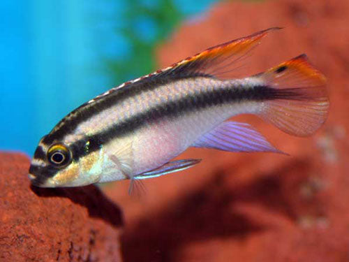 KRIBENSIS  M-ML