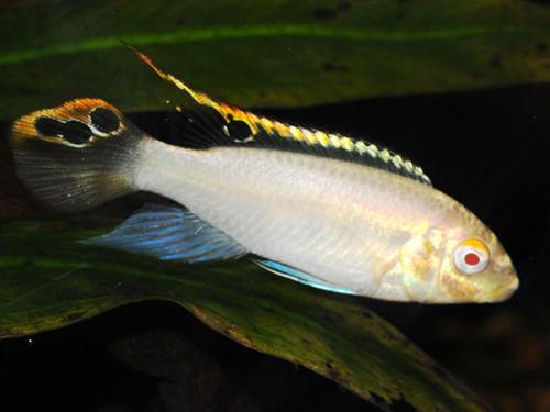 ALBINO KRIBENSIS  M