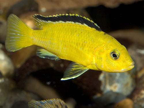 LABIDOCHROMIS CAERULEUS  3"