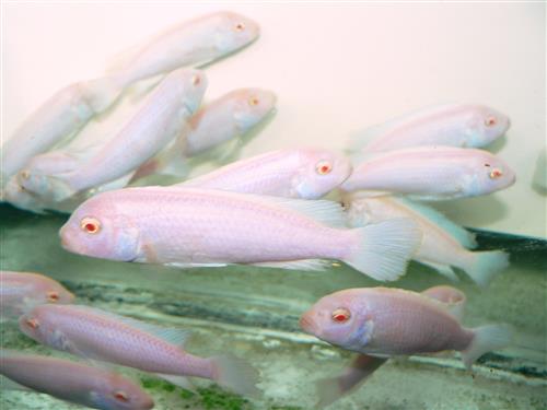 PSEUDO ALBINO ZEBRA CICHLID  3"