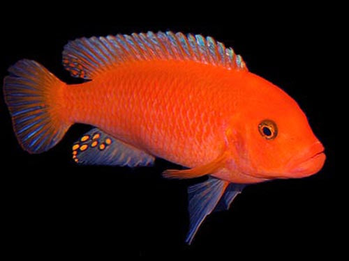 PSEUDOTROPHEUS RED ZEBRA  2"