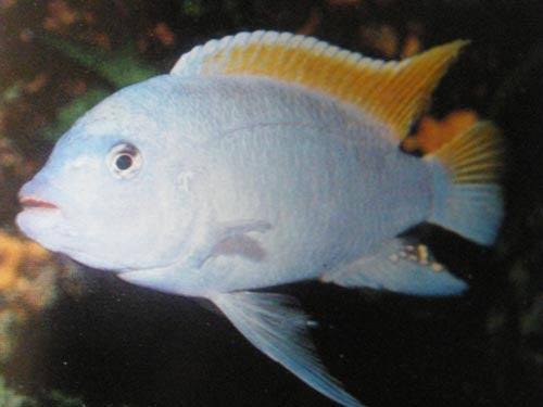 PSEUDO GRESHAKEI ICE BLUE  2"