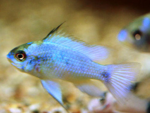 ELECTRIC BLUE RAM  L