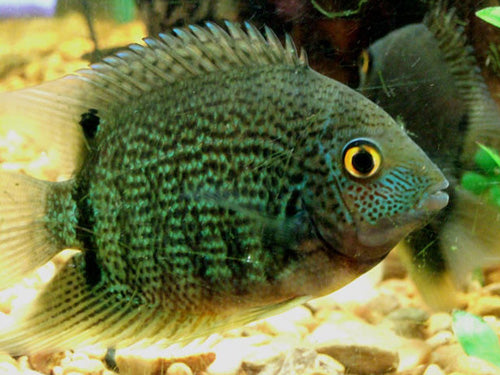 GREEN SEVERUM  ML