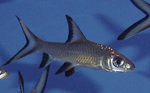 BALA (SILVER) SHARK  3"