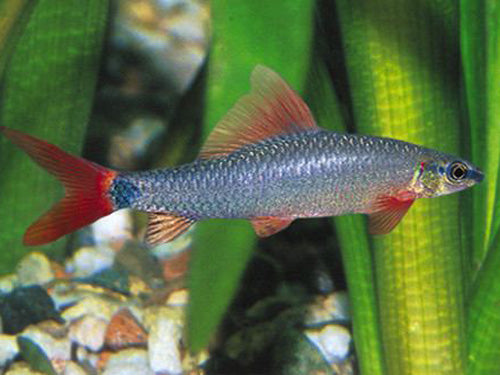 RAINBOW SHARK  2.5"