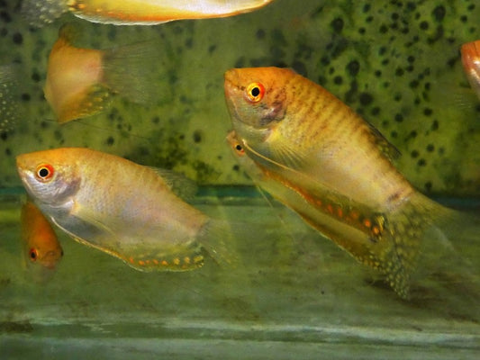 GOLD GOURAMI  XL