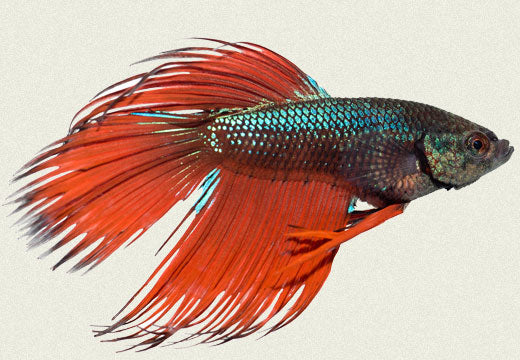 ASSTD CROWN MALE FIGHTERS  XL