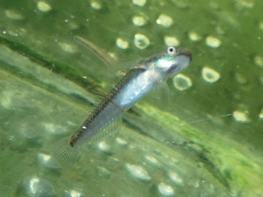 BLUE NEON RIVER GOBY  1.5"
