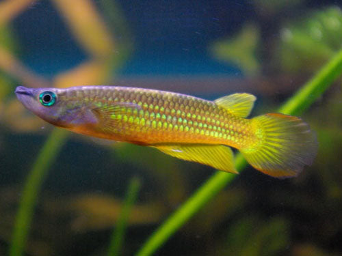 GOLDEN WONDER PANCHAX  ML
