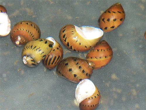 RED UNION SNAIL