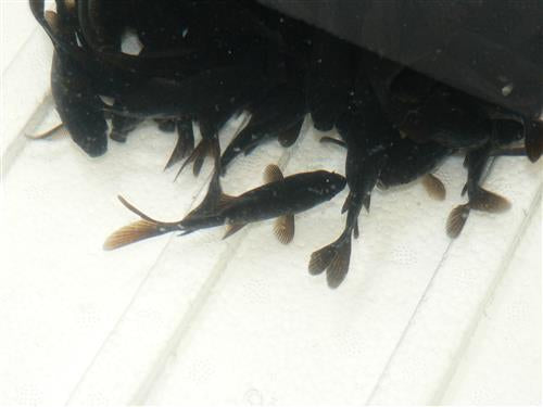 BLACK GOLDFISH  M