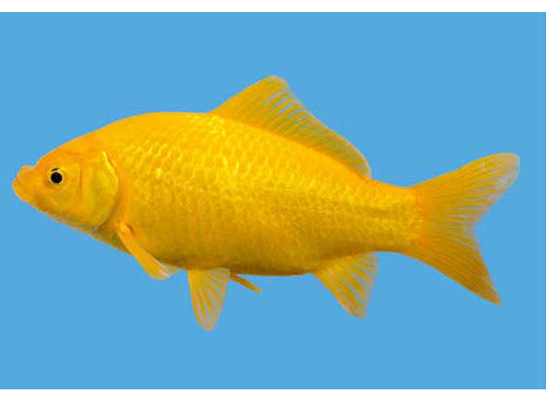 CANARY YELLOW GOLDFISH  3-4"