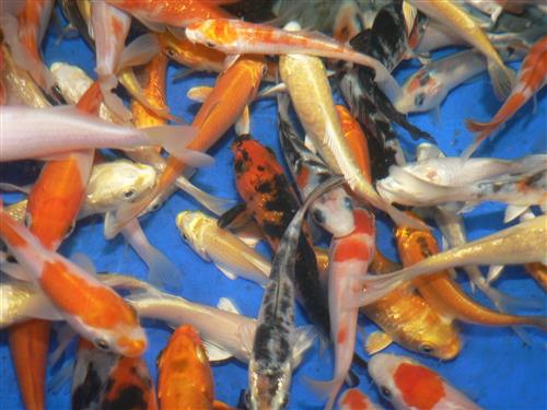KOI "A" GRADE  3-4"