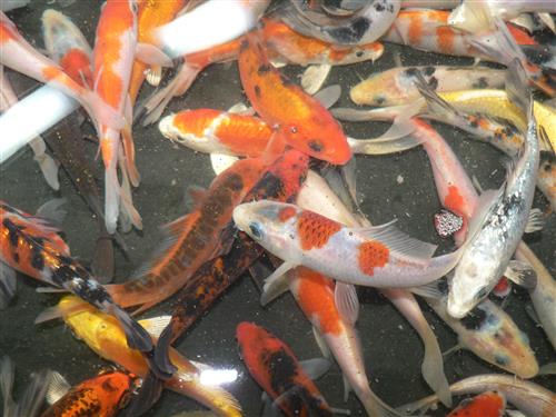 KOI "A" GRADE 4-5"