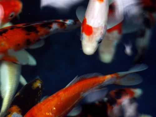 KOI "A" GRADE 6-7"
