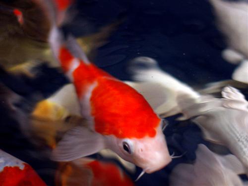 KOI "A" GRADE 7-8"