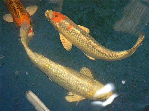 KOI A GRADE 10-12"